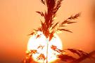 Law of Pure Potentiality
